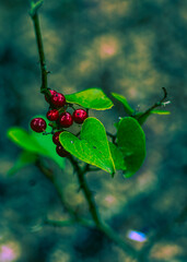 flores en la naturaleza