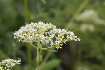 オトコエシの花