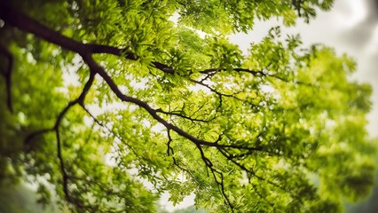 Obraz premium Full frame of green foliage on branches and blurred background
