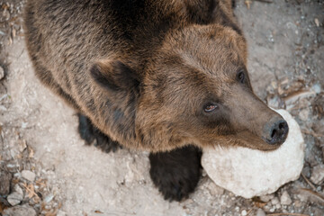 Fototapeta premium Majestic Brown Bear in Natural Habitat Captured from Above Showcasing Its Powerful Stature and Dense Fur Amidst Rocky Terrain