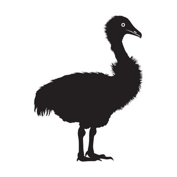 recommend clip art: Dodo silhouette Clipart - Dodo vector illustration in black and white 
                    