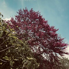 Majestic Blooming Tree Aganist a Clear Blue Sky - Vibrant Pink Flowers in a Serene Spring Landscape