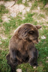 Majestic Brown Bear in Natural Habitat Amidst Lush Greenery