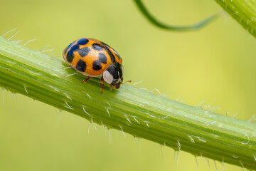 Multicolored Asian Lady Beetle - Harmonia axyridis, beautiful small colored lady beetle from...