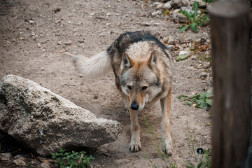Majestic Lone Wolf in Natural Habitat Pathway Amidst Rocky Terrain and Lush Greenery
