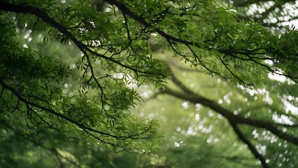 Fototapeta premium Full frame of green foliage on branches and bokeh background