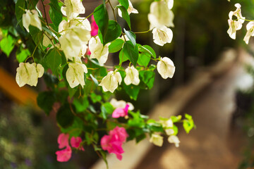 A beautiful bush adorned with white and pink flowers and lush green leaves