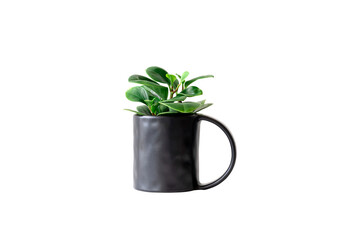 peperomia raindrop house plant green in black pot isolated on white background with clipping path.