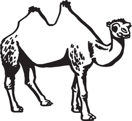 Graphical camel standing on white background,vector illustration.