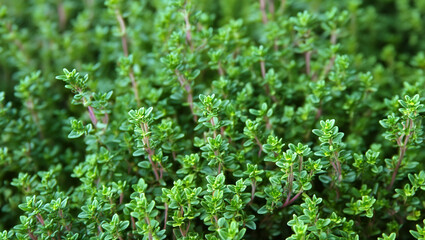 Obraz premium Close-Up of Fresh Thyme Herb