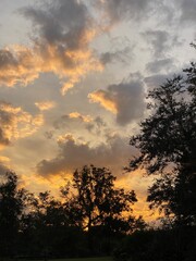 sunset in the forest