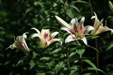 Fototapeta premium 純潔を象徴する花