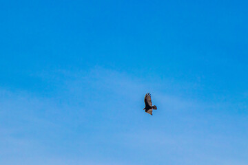 Tropical Black Turkey Vulture Cathartes aura aura blue sky Mexico.