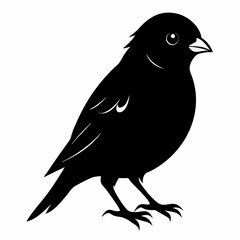 Canary Bird Black silhouette