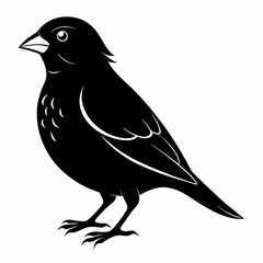 Canary Bird Black silhouette