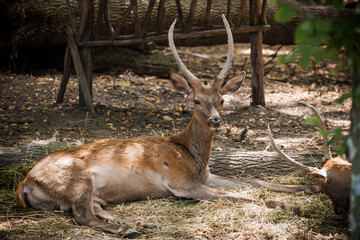 Serene Resting Deer in a Sunlit Forest Glade