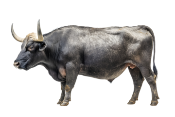 Male grey giant ox castrated bull used as draft anima isolated on transparent or white background, png