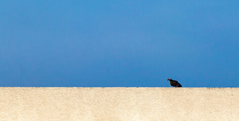 Tropical Black Turkey Vulture Cathartes aura aura blue sky roof.