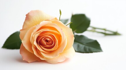 Close-up of orange rose against white.