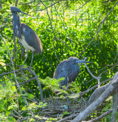 Heron in a tree