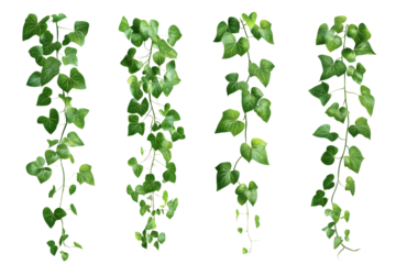 Set of Green creeper isolated on transparent or white background, png