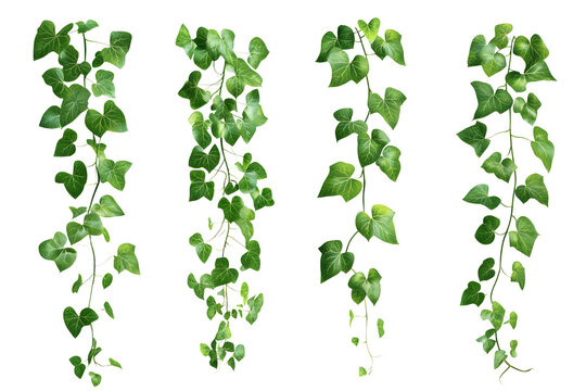 Set of Green creeper isolated on transparent or white background, png