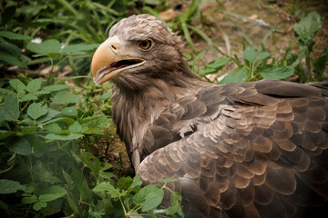 Majestic Brown Eagle Nestled Amidst Lush Green Foliage in Natural Habitat
