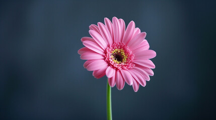 Fototapeta premium One pink gerbera flower