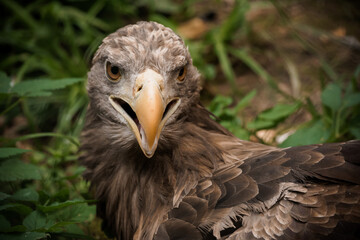 Majestic Portrait of a Powerful Eagle in Lush Greenery