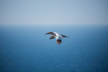 Möwe