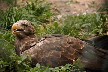 Majestic Eagle Nestled in Verdant Foliage Capturing Serenity and Wild Beauty