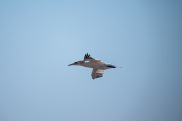 Möwe