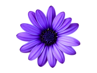 blue osteospermum daisy flower isolated on transparent with clipping path
