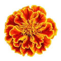A close-up of a bright orange flower.
