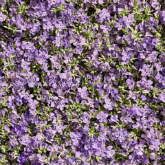 Obraz premium A vibrant field of small purple flowers creating a lush, colorful ground cover.
