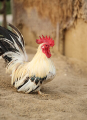 Young Bantam Chicken