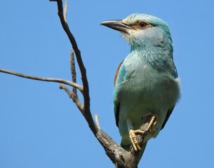 European Roller (Coracias garrulus) on a Sunny Day in the Serengeti, Tanzania