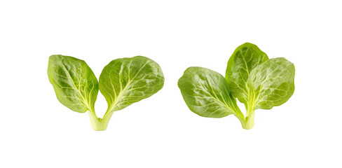 Obraz premium Salad leaves fresh vegetables isolated on white background