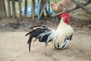 Young Bantam Chicken