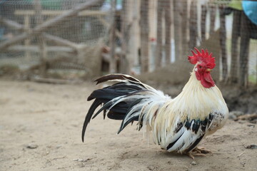 Young Bantam Chicken