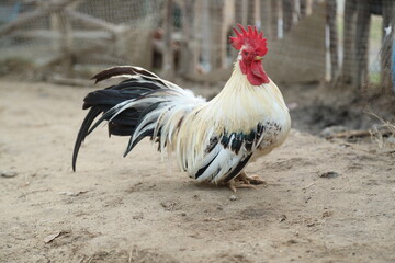 Young Bantam Chicken