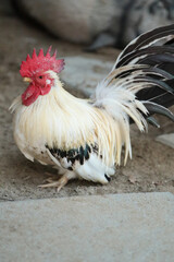 Young Bantam Chicken