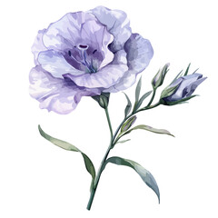 Watercolor vector of eustoma (prairie gentian), isolated on a white background, and eustoma vector