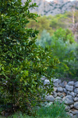 Trees growing in the mountains of Antalya, Turkey.
