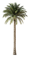 Obraz premium Realistic Tall Palm Tree with Lush Green Fronds on Isolated Background