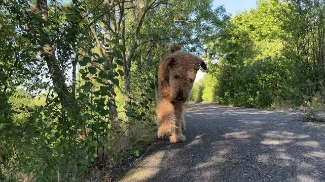 Airedale Terrier on Walk on Asphalt and Green Park. Cute Dog Outside in Nature.
