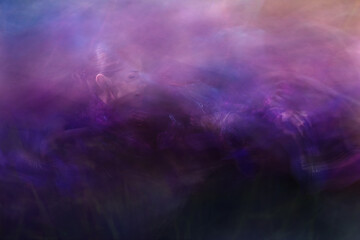 Woman Picking Iris flowers