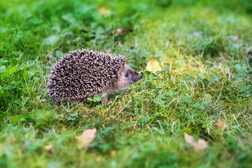 Young hedgehog (Erinaceus europaeus) in the meadow looking for food to get enough fat and grow for...