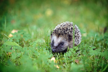 Cute hedgehog baby in the green grass, it has to grow a lot until winter and eat enough fat...