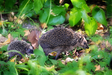 Mother hedgehog with a young one walking in search of food in a wildlife-friendly natural garden, selected focus © Maren Winter